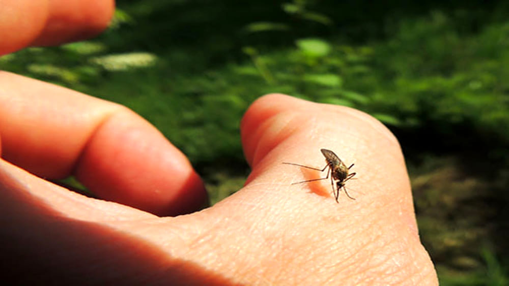 5 consigli per allontanare le zanzare da casa